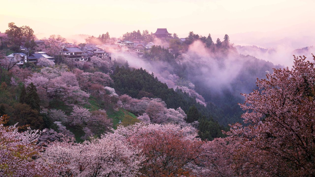 Where to Chase Cherry Blossoms This Spring