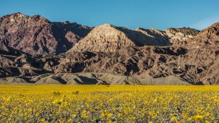 Death Valley Blooms for the First Time in a Decade