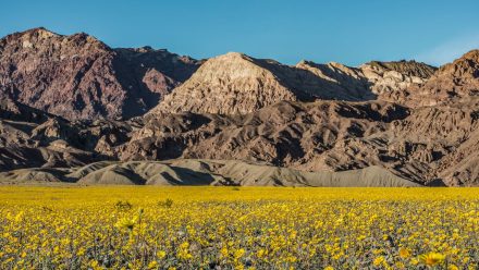 Death Valley Blooms for the First Time in a Decade